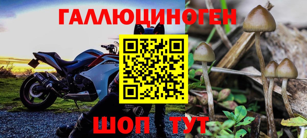 Псилоцибиновые грибы Psilocybine cubensis Ревда